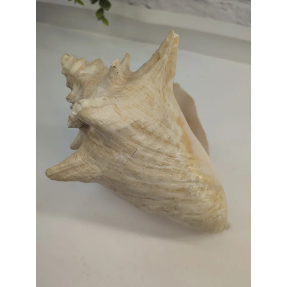 🏖️Large Vintage Pink-Lipped Murex Sea Shell Natural Ocean‎ Beach Coastal Decor